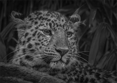 Leopard - Ian Parker