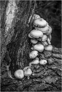 Mistley Mushrooms - Tim Stott
