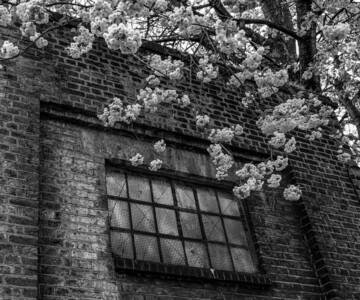 Urban Blooms - Samantha Innard