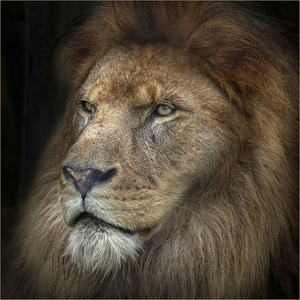 King of The Pride - Ian Parker