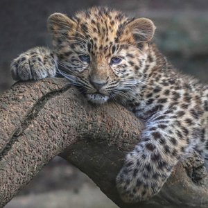 Sleepy Leopard Cub - Ian Parker