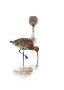 Black Tailed Godwit - Ian Parker
