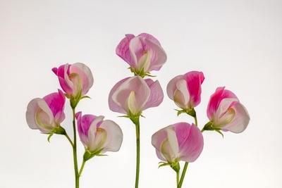 Still Life Sweet Peas - Pat Ainger
