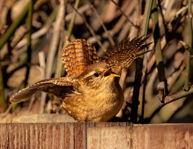 Wren Ready For Take Off - Pat Ainger