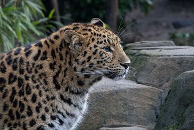 Amur Leopard - Katharine Showell