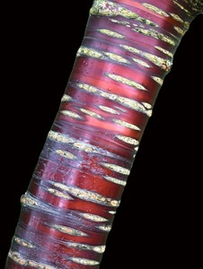 Cherry tree barcode - Colin Bailey