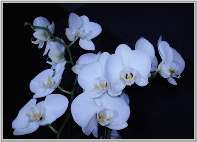 A Devine Creation - Peter Cannons