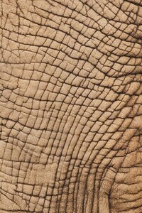 Surface of Ages - Samantha Innard