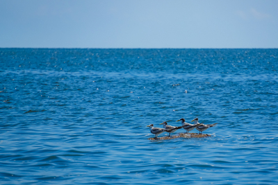 Paul John Ringo George - Thomas Attree