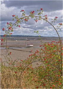 Stour estuary - Harvey Perkins