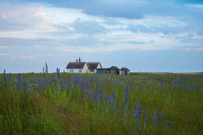 Whispers In The Wildflowers - Samantha Innard