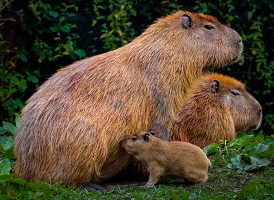 (2nd) The Capybara Trinity - Samantha Innard