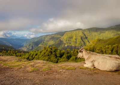 Contemplative Cow - James Lamb