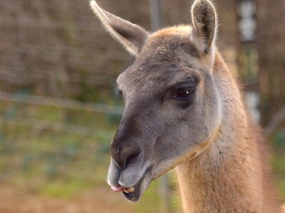 Let's chat llama - Colin Bailey