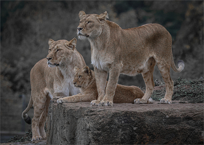 Lion Rock - Ian Parker