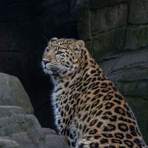 Luscious Leopard - Katharine Showell