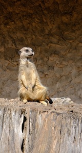 On the Lookout - Andy Barnes