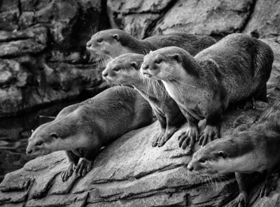 Otter Feeding Frenzy - Tim Stott