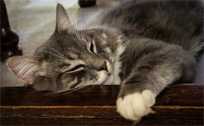 Snoozing under the table - Jill Sullivan