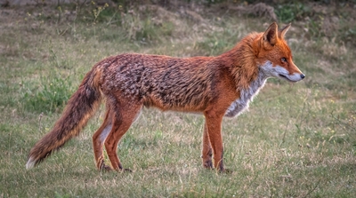 Urban Fox - Andy Soar