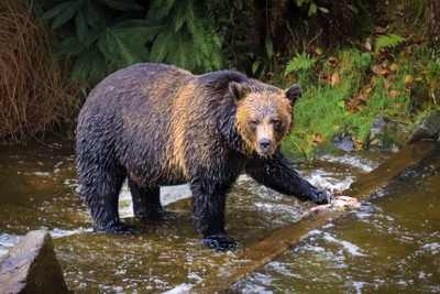 What's Next For Dinner - Pat Ainger