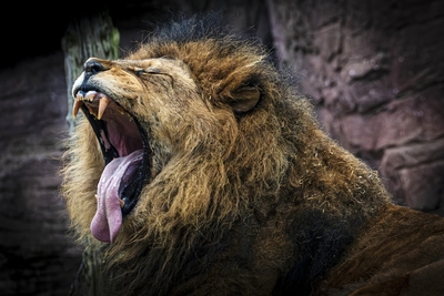 Yawn! - Andy Soar