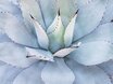 agave_image