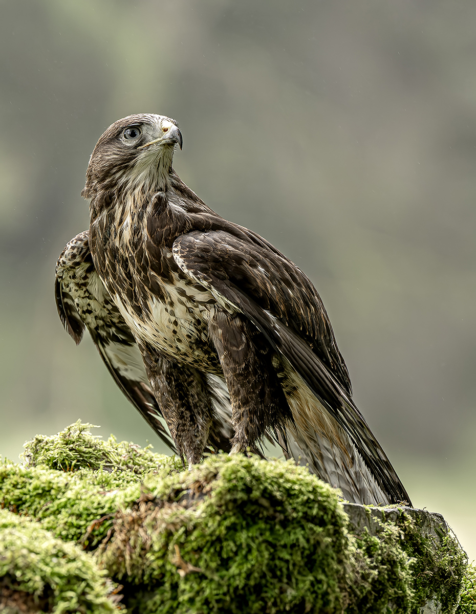 Buzzard by Steve Bird
