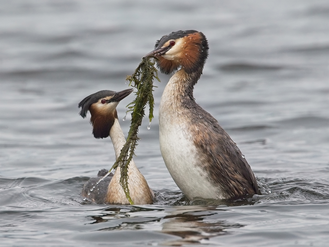 Great Crested Grebes - John Hughes