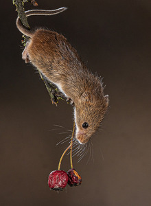 Harvest Mouse