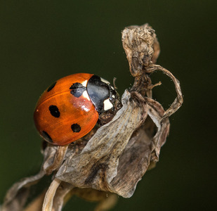 Ladybird