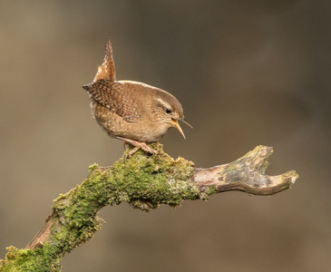 Wren Singing