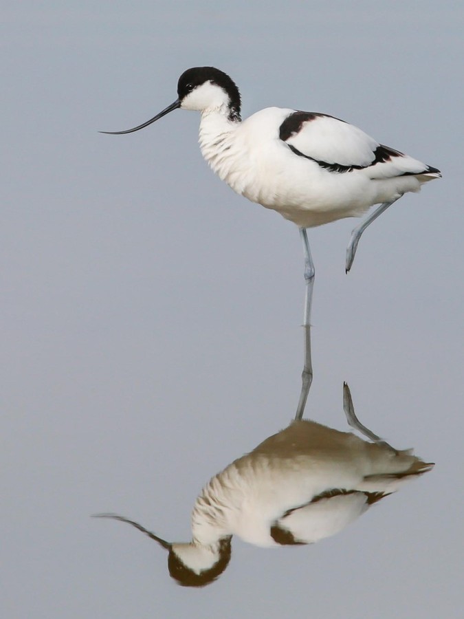 Avocet