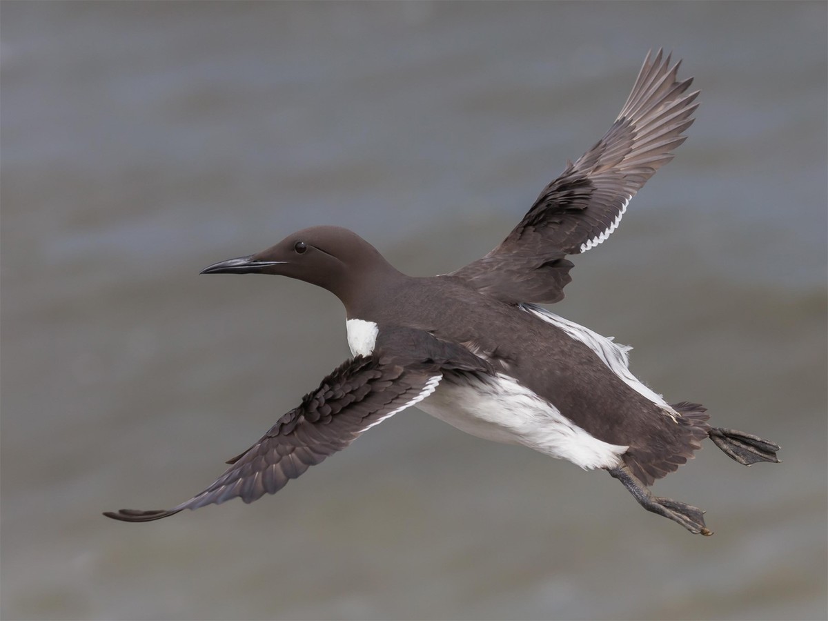 Guillimot