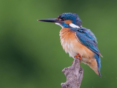 Kingfisher