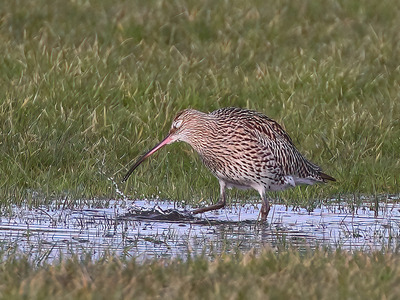 Curlew Bathing