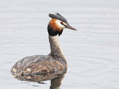 Great Crested Grebe