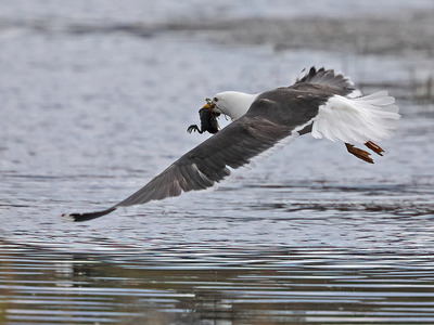 Greater Black gull with Coot Chick