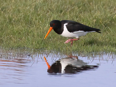 Oystercatcher Searching