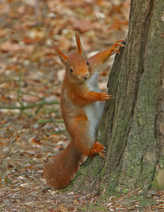 Red Squirrel on Tree