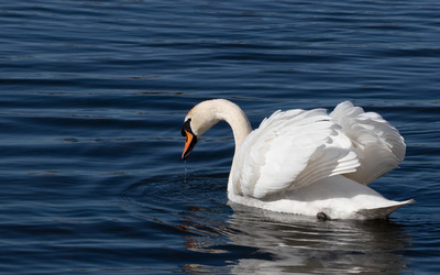 Graceful Swan