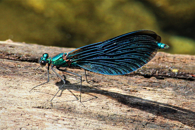 Damselfly