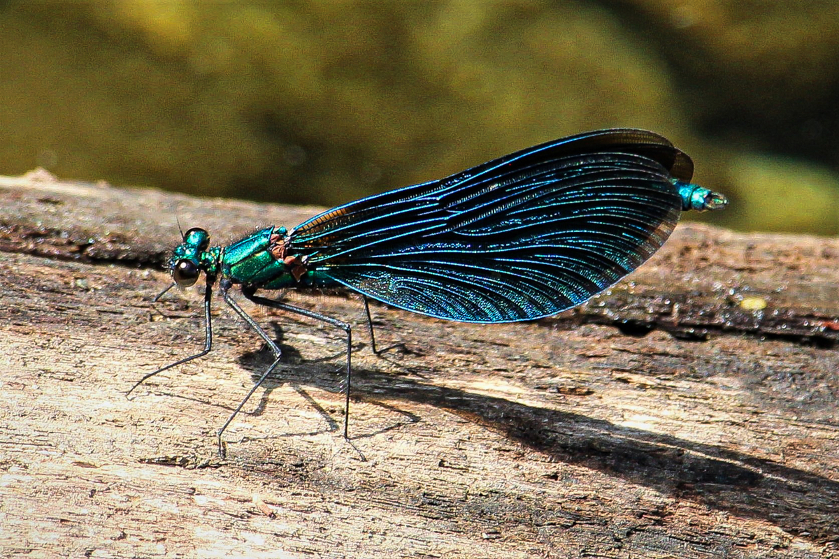 Damselfly