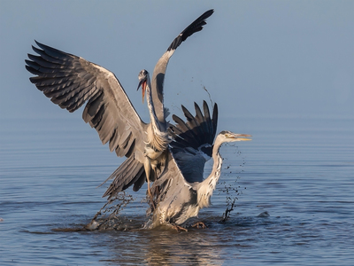 2nd Fighting Herons by John Hughes