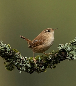 3rd Wren by Ellen Bell