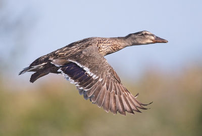 HC Mallard by John Hughes