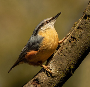 Comm. Nuthatch enjoying the sun by Janet Taylor
