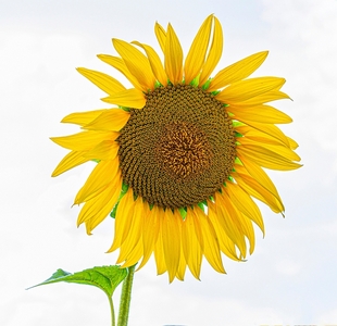 HC Sunflower  by Margaret Carr