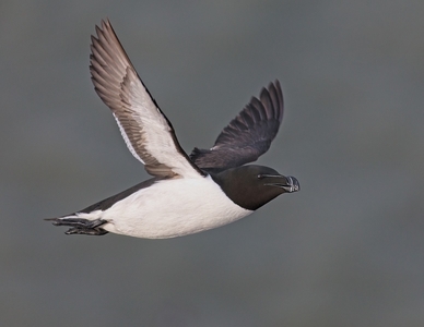 1st  Razorbill by John Hughes