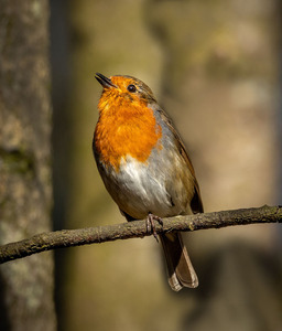 2nd Robin Singing by Janet Taylor